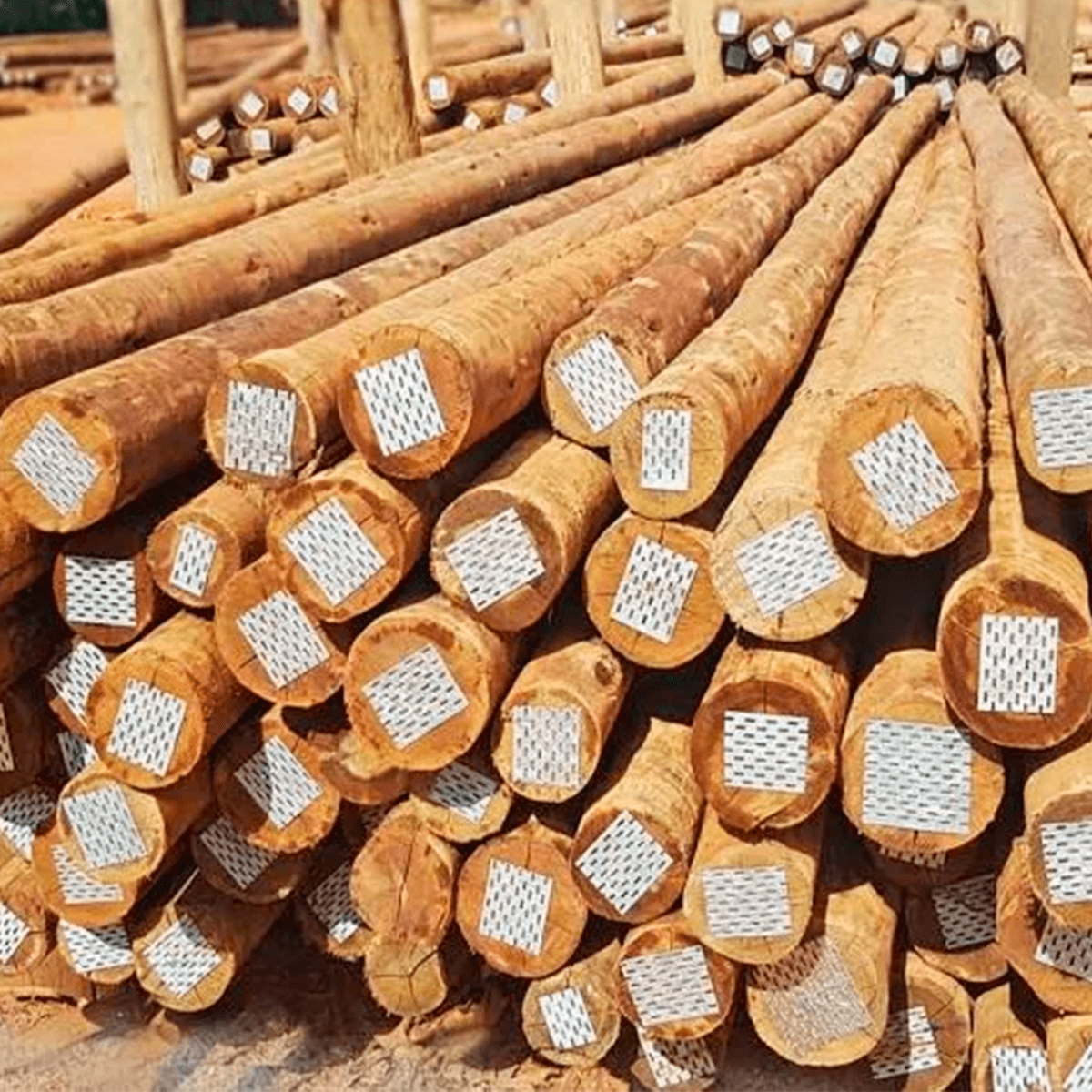 EUCALIPTO TRATADO 22X24 / 3,50