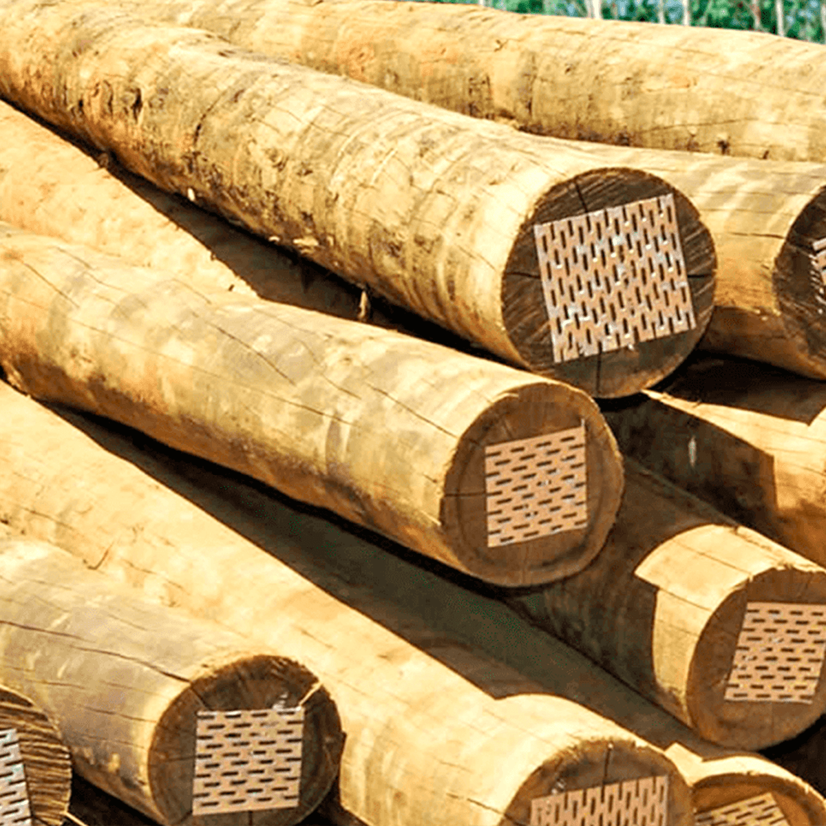 EUCALIPTO TRATADO 22X24 / 3,0