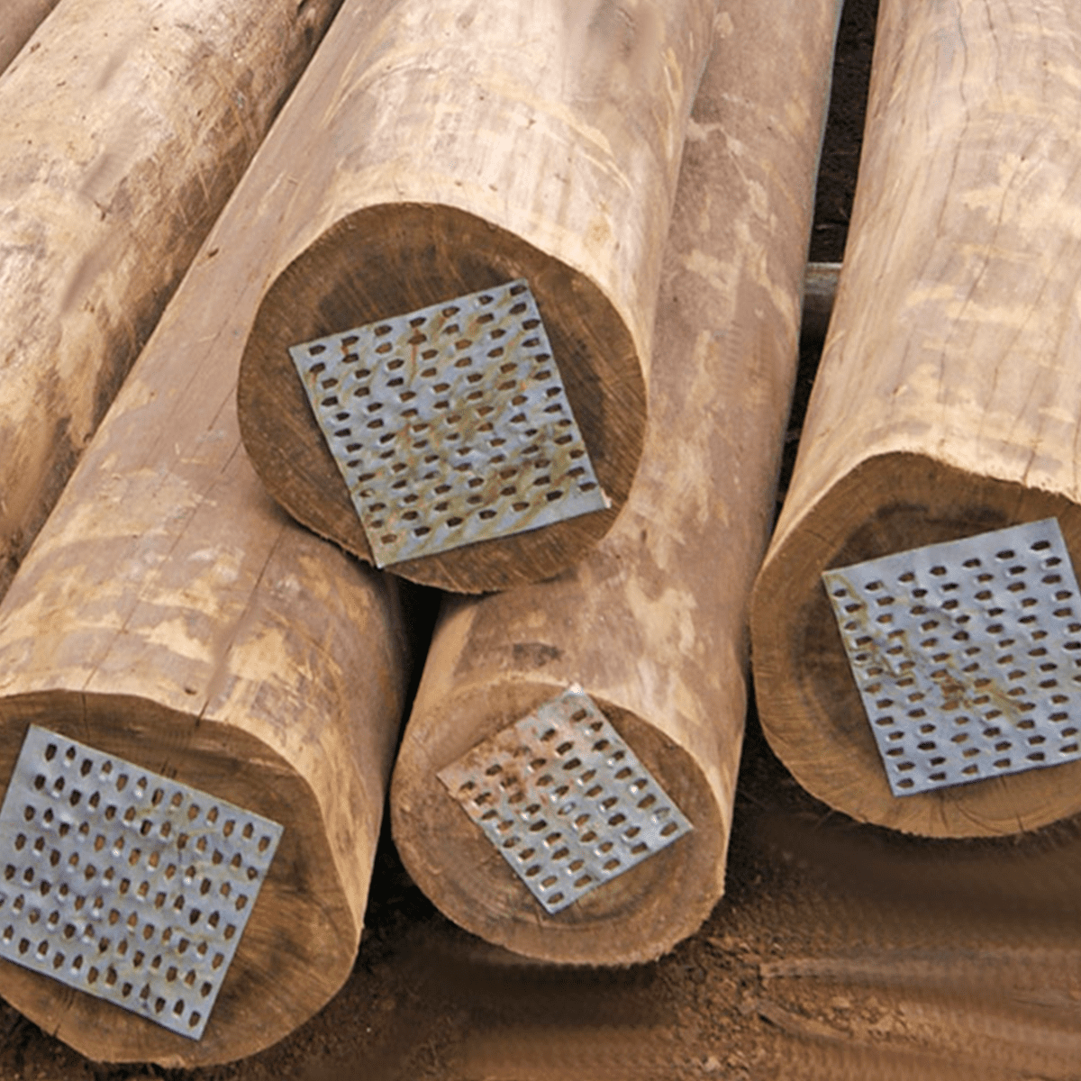 EUCALIPTO TRATADO 20X22 / 12,0