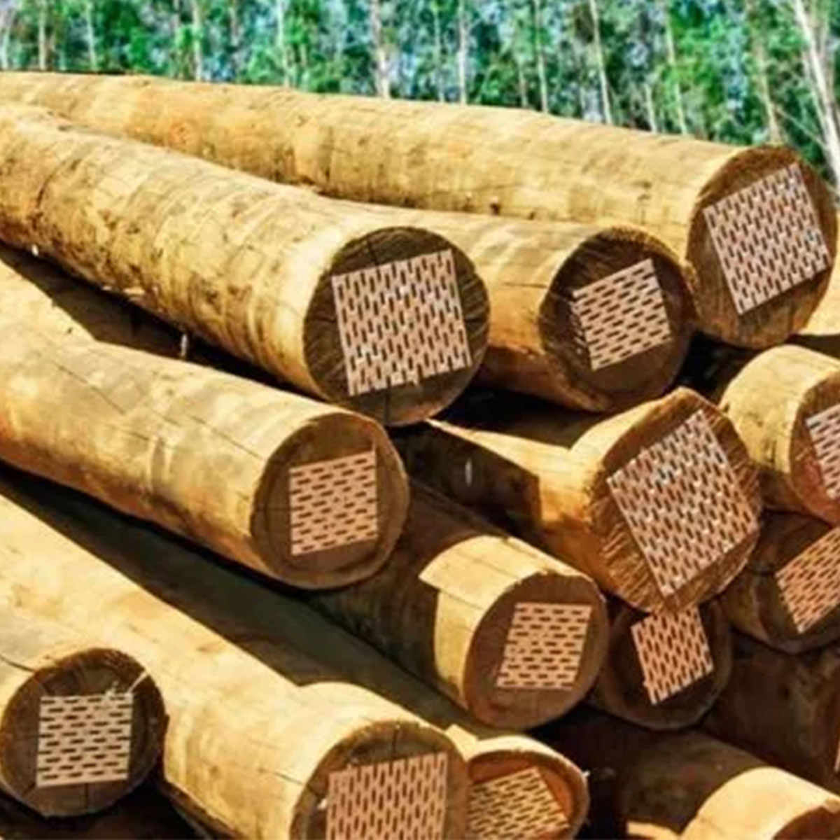 EUCALIPTO TRATADO 22X24 / 4,0