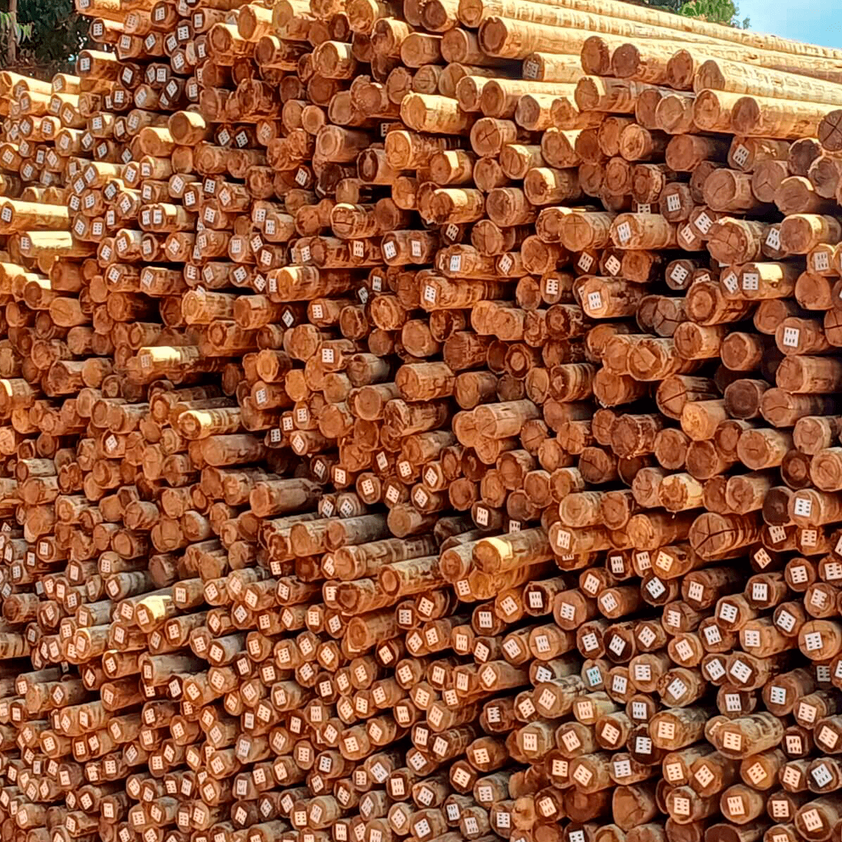 EUCALIPTO TRATADO 20X22 / 9,0